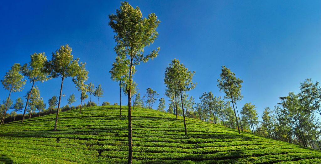 Tour privato alla scoperta del Kerala