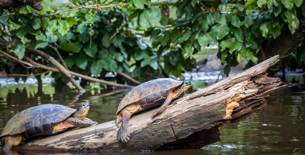 Autotour : Pura Vida au Costa Rica