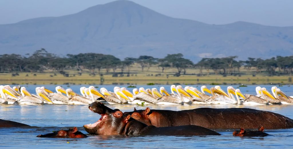Safari: Scoperta della natura incontaminata