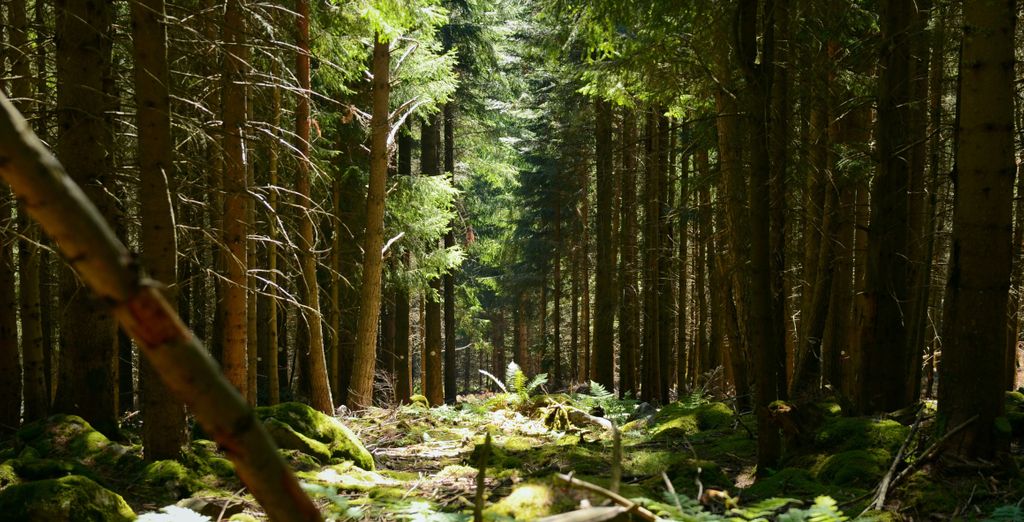 Forêt des Vosges