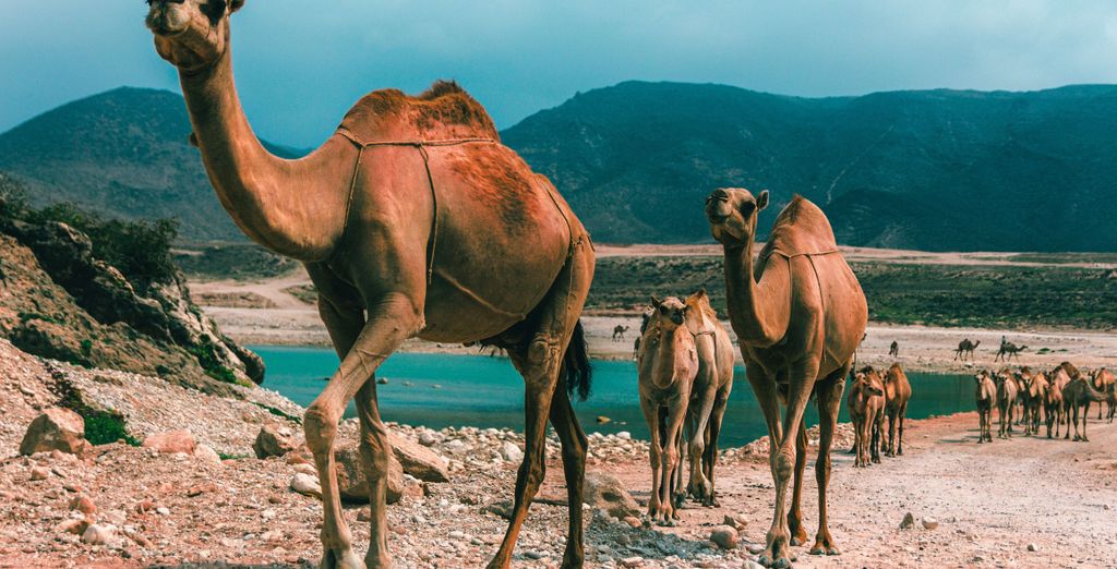 Tour alla scoperta delle bellezze naturali con safari