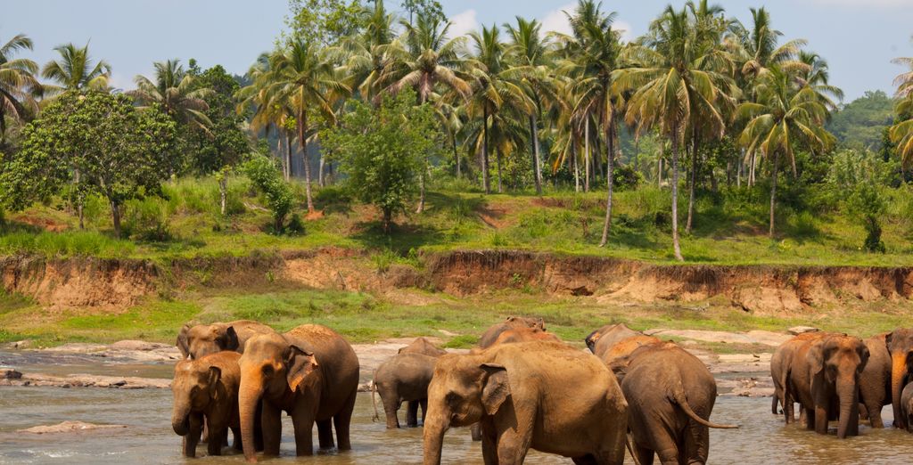 Tour privato: I colori dello Sri Lanka