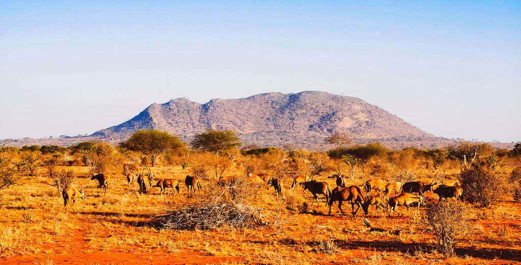 Oclub Zen Lion Beach Resort 4* con possibile safari a Tsavo