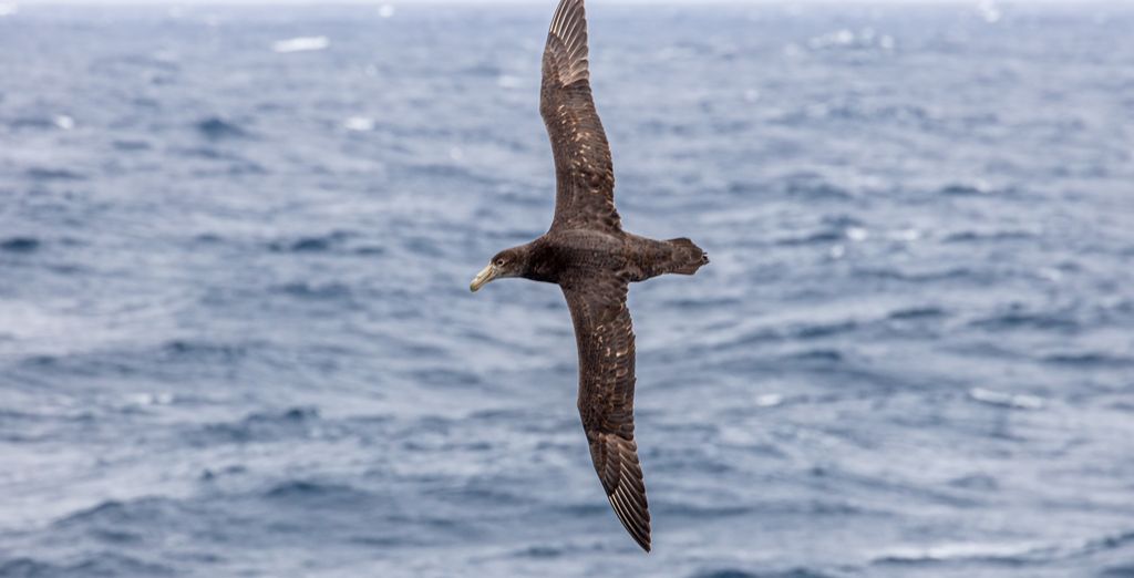Crociera tra le bellezze antartiche 