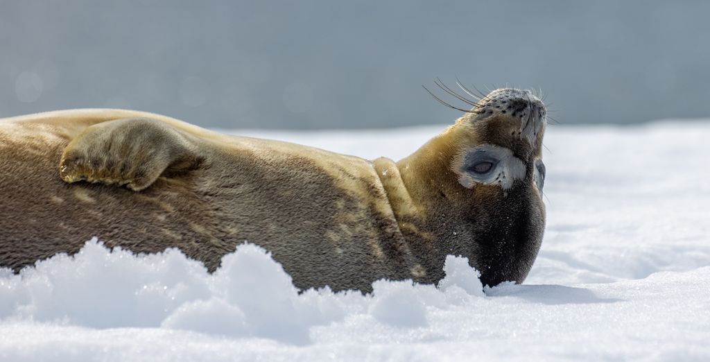 Crociera tra le bellezze antartiche 