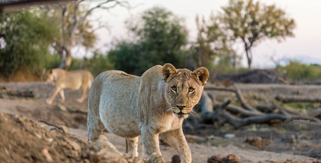 Impodimo Game Lodge 5* 