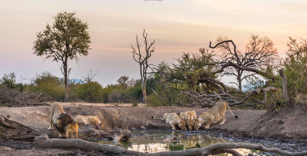 Impodimo Game Lodge 5* 