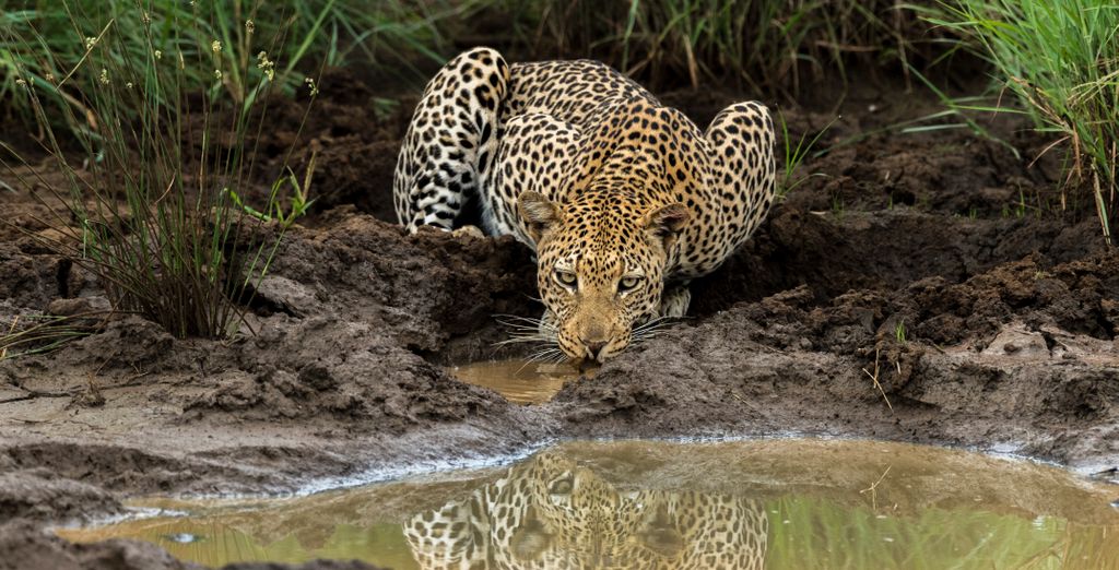 Impodimo Game Lodge 5* 