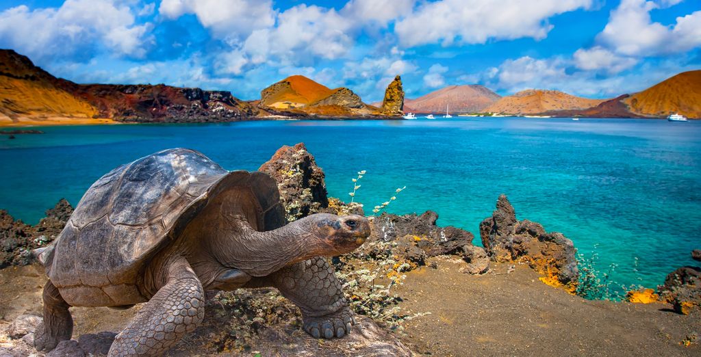 Tour privato: Fascino e scoperta con possibile estensione alle Galapagos