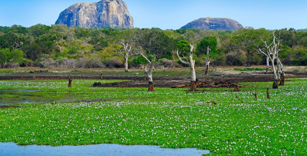 Tour privato: I luoghi da non perdere in Sri Lanka 