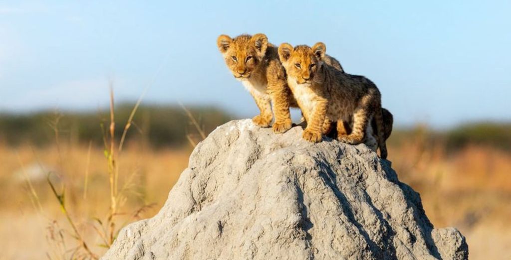 Jumbo Club Watamu 5* con possibile safari