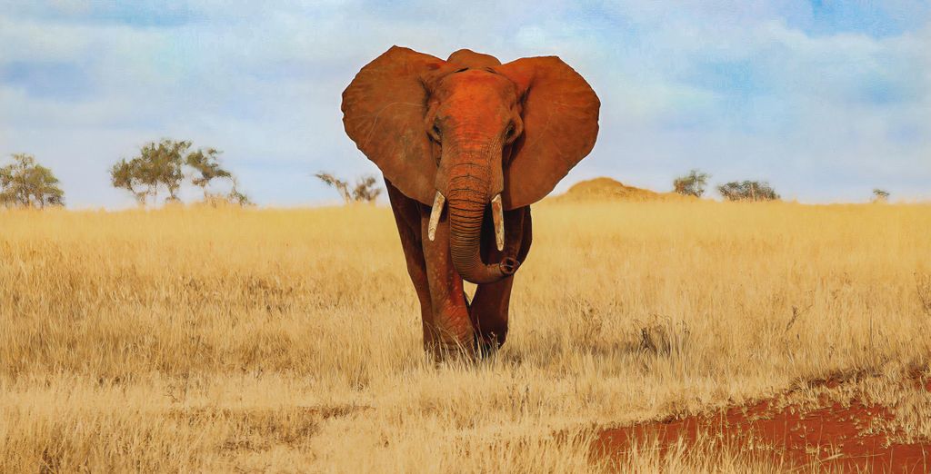 Jumbo Club Watamu 5* con possibile safari