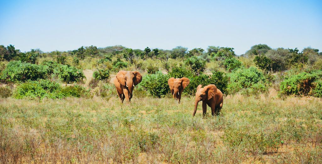 Sandies Malindi Dream Garden 4* con possibile safari