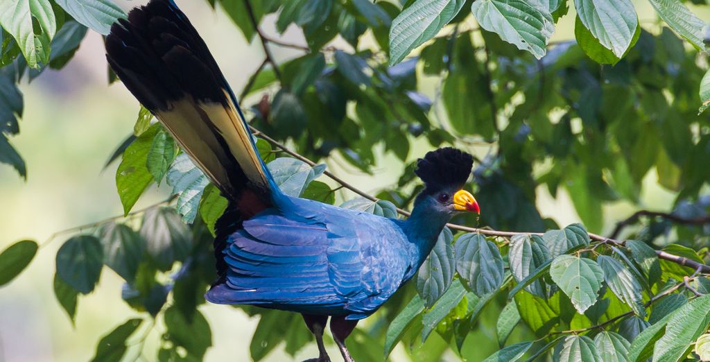 Tour privato: Alla scoperta della flora e della fauna locale