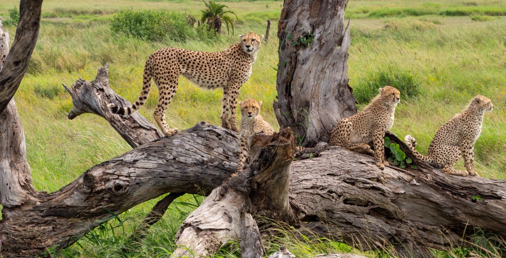 Safari alla scoperta della natura con estensione balneare