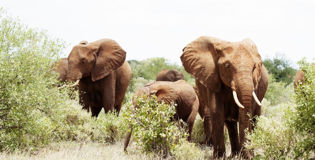 Seven Islands Resort 4* e safari di 2 notti 