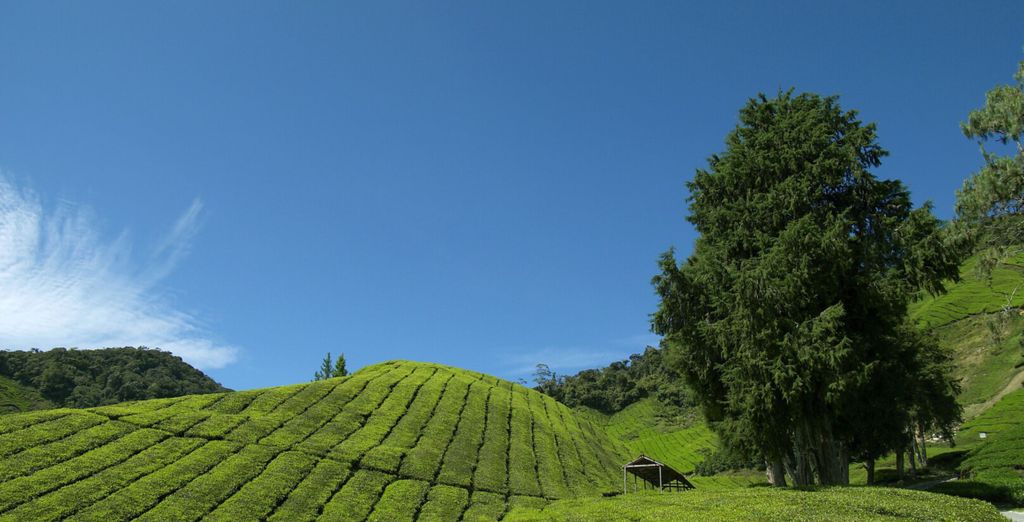 AC Hotel Kuala Lumpur 4*, Cameron Highlands Resort 5* e Pangkor Laut Resort 5*