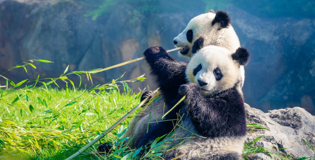 Circuito privado: China en 13 o 14 noches