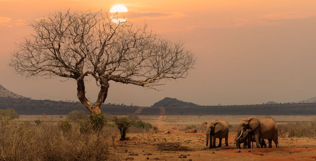 Safari alla scoperta della fauna locale con estensione al Tempe Point Resort 4*
