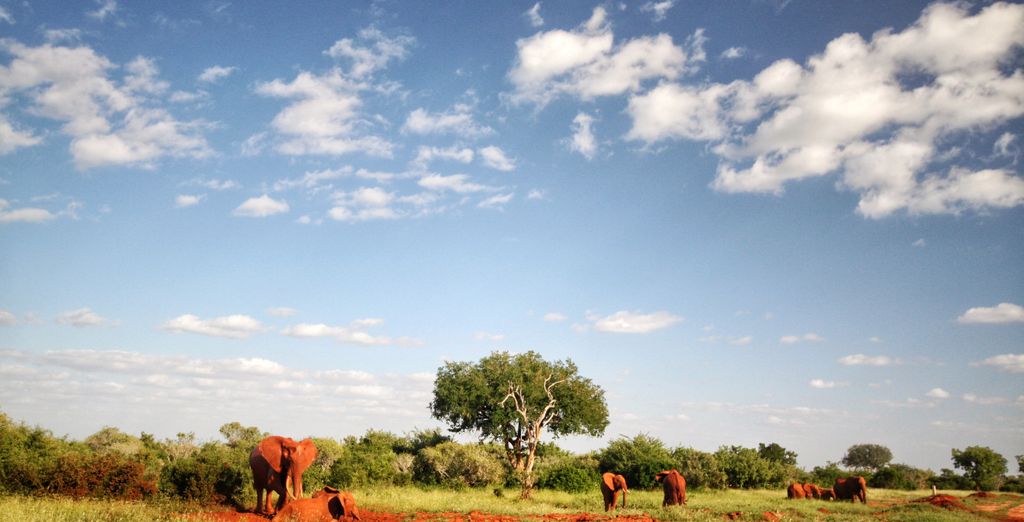Safari alla scoperta della fauna locale con estensione al Tempe Point Resort 4*