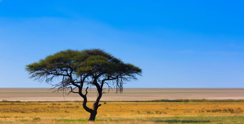 Tour in auto o tour privato: La Namibia da non perdere