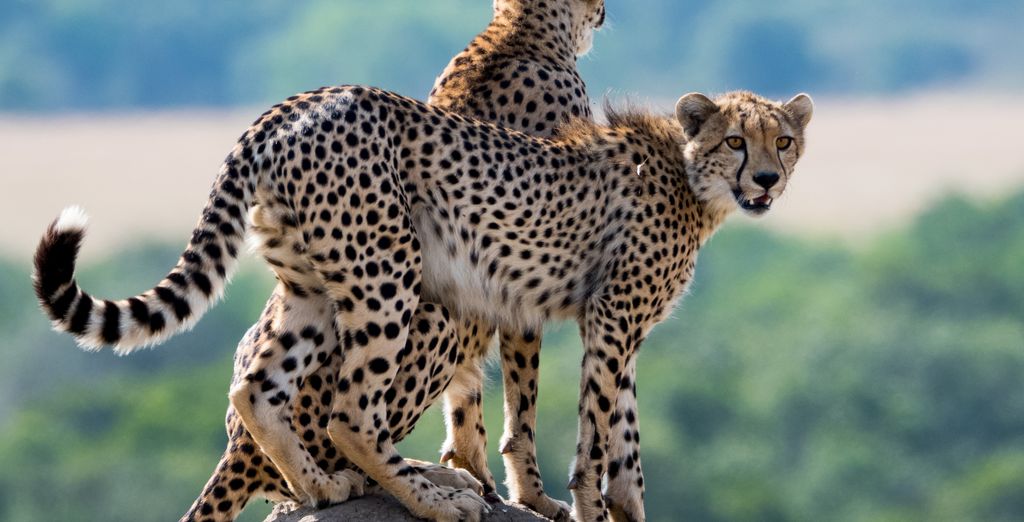 Safari collettivo ed estensione al Pinewood Beach Resort & Spa 4*