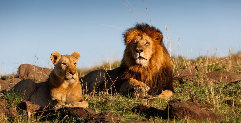 Safari collettivo ed estensione al Pinewood Beach Resort & Spa 4*