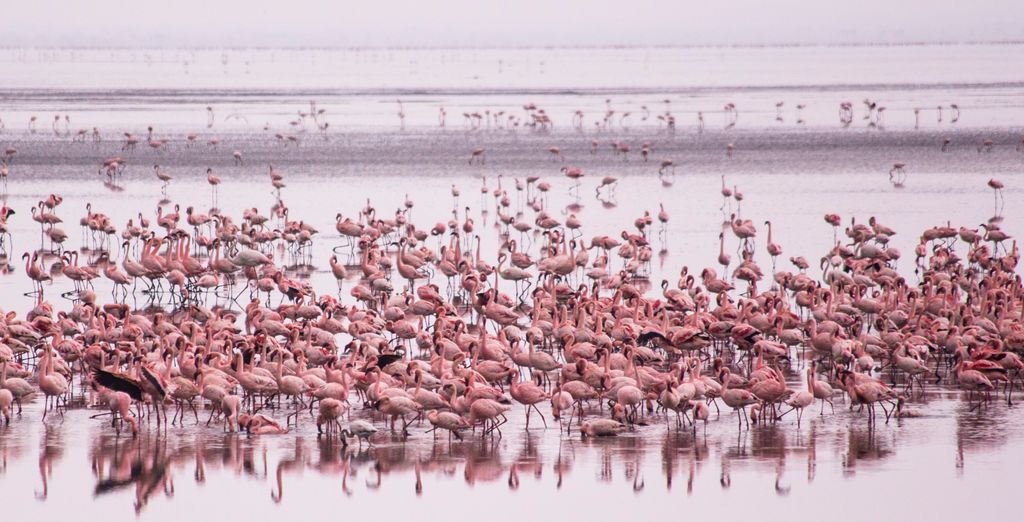 Safari con estensione presso l'Hotel Waridi Beach Resort & Spa 4*