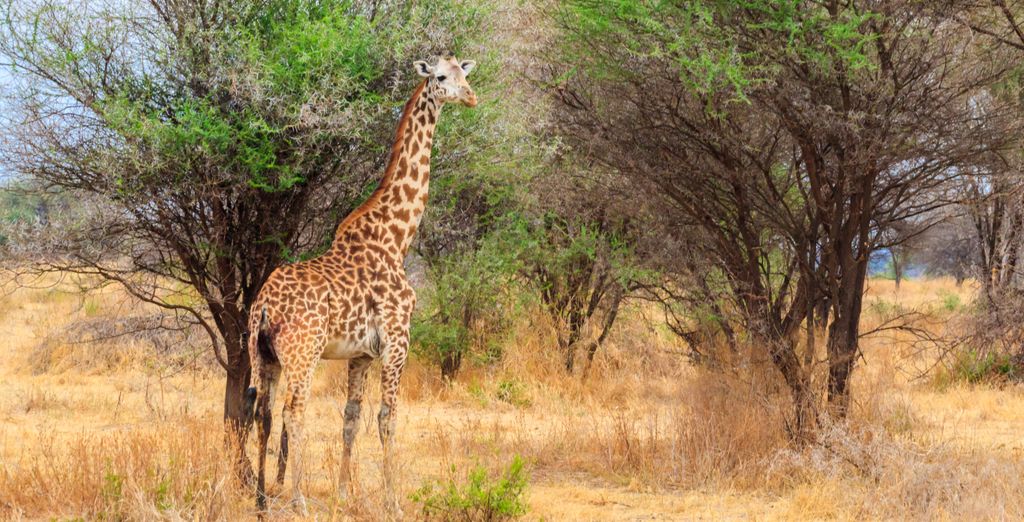 Safari con estensione presso l'Hotel Waridi Beach Resort & Spa 4*