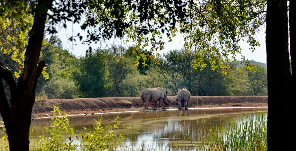 Duo 4* Black Rhino Game Lodge e Peermont Mondior
