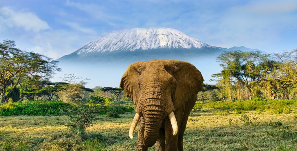 Safari privé Les essentiels du Kenya