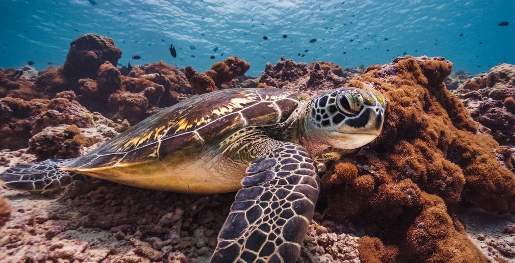 Tour: Il triangolo d'oro dello Sri Lanka ed estensione al Royal Island Resort & Spa 5*
