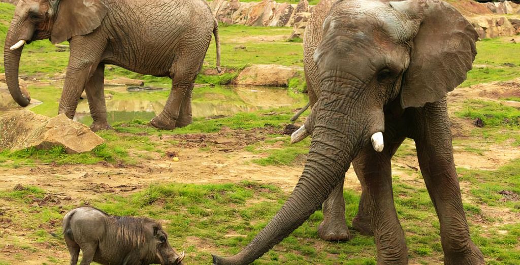 Terres d'Afrique - Thoiry ZooSafari