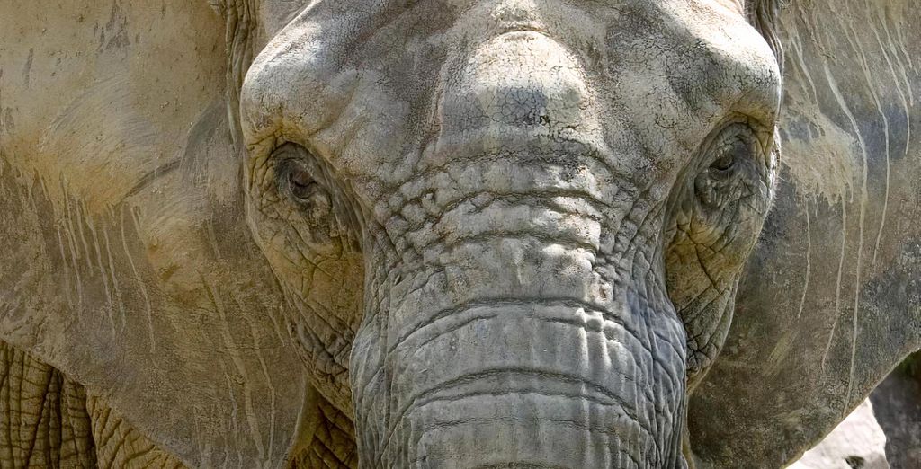 Terres d'Afrique - Thoiry ZooSafari