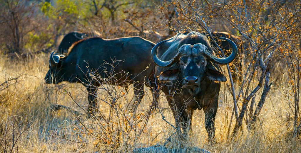 Combinato 4* Radisson Hotel Cape Town e Radisson Safari Hotel Hoedspruit