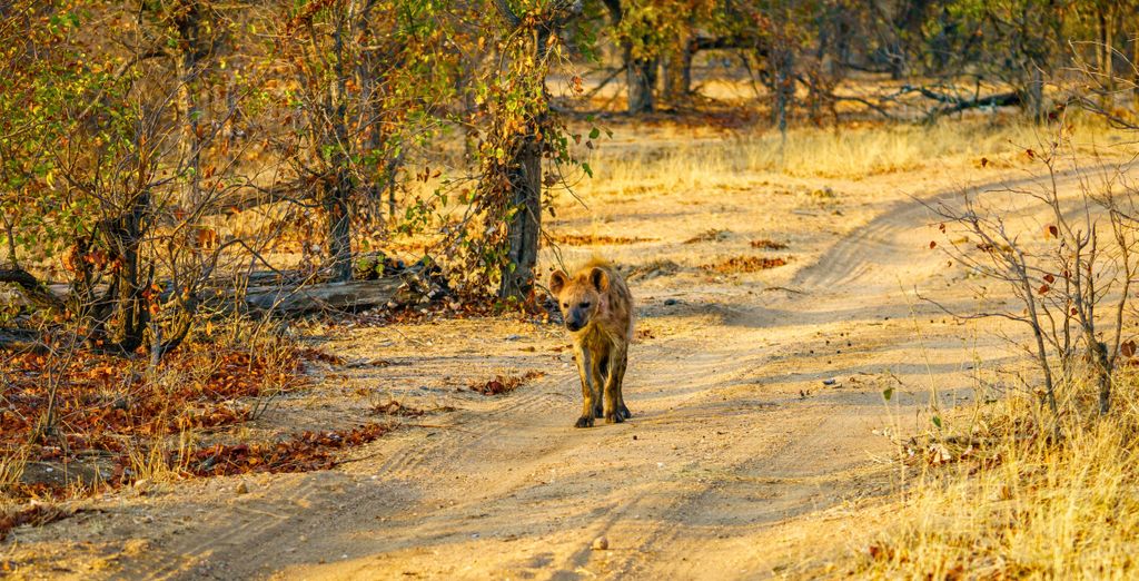 Combinato 4* Radisson Hotel Cape Town e Radisson Safari Hotel Hoedspruit