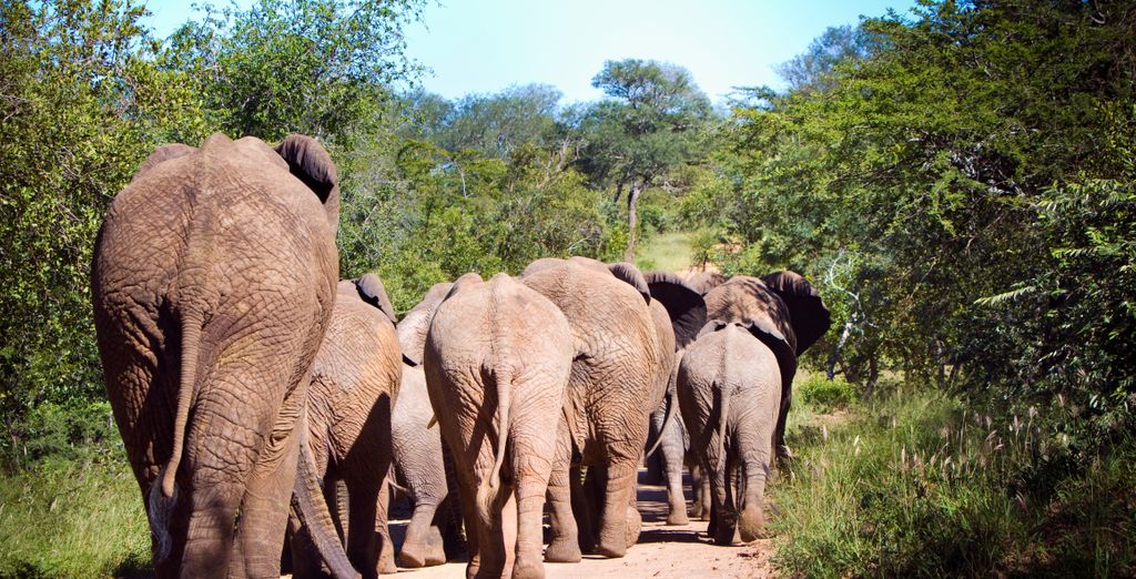 Combinato 4* Radisson Hotel Cape Town e Radisson Safari Hotel Hoedspruit