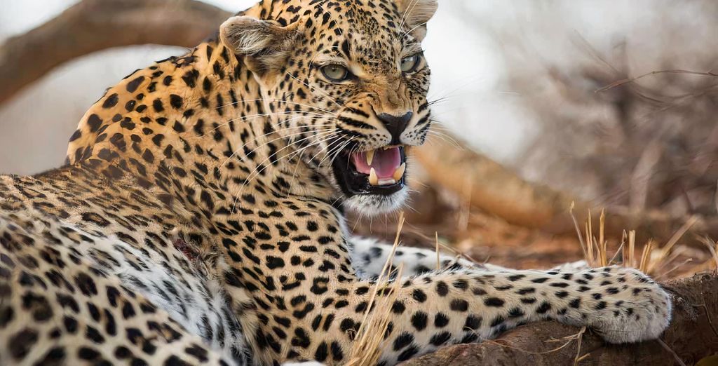 Safari al Kapama Buffalo Camp 5* 