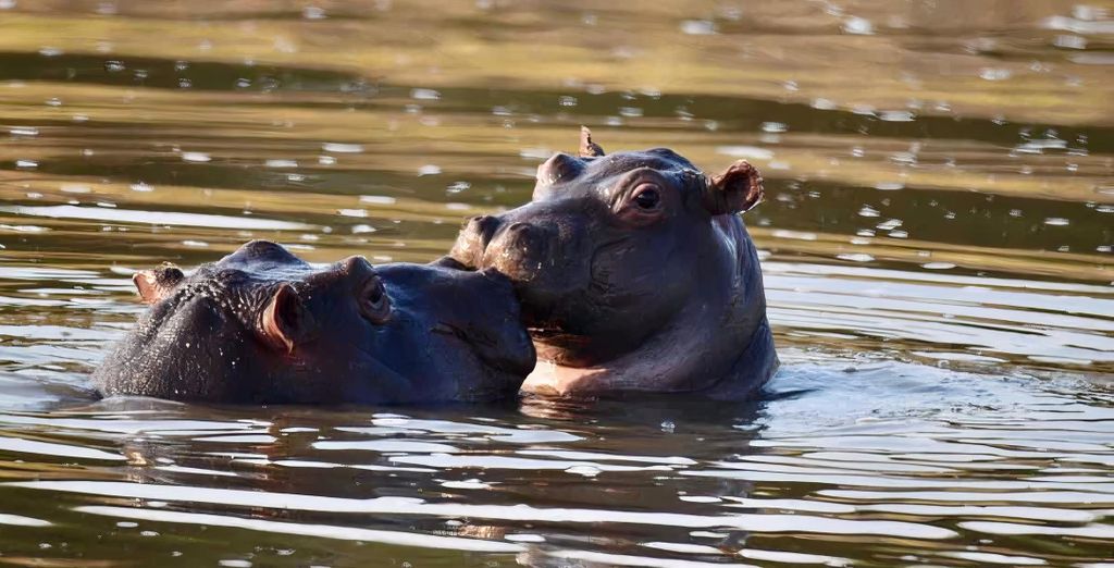 Safari al Kapama Buffalo Camp 5* 