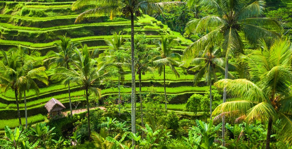 Tour privato: Dai vulcani maestosi ai segreti tropicali