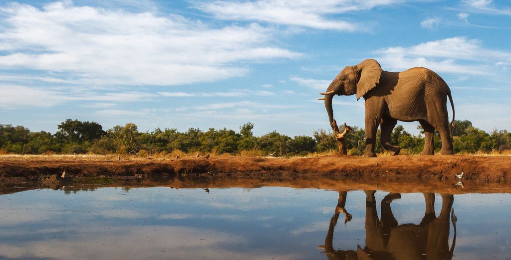 Kapama Buffalo Camp 5* + overnachtingen in Johannesburg