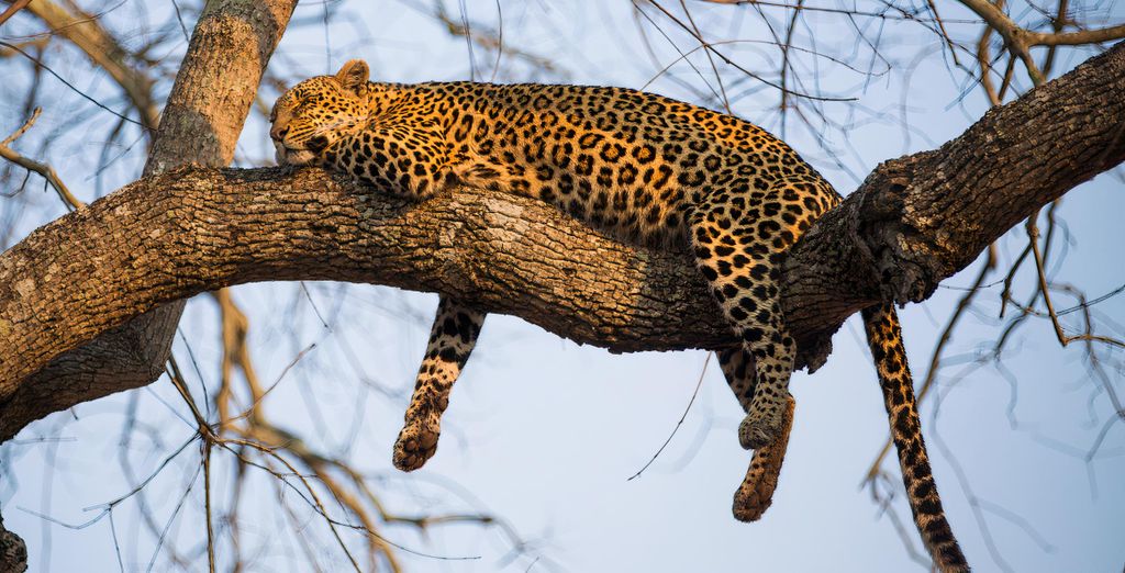 Skukuza Safari Lodge con estancia en Johannesburgo