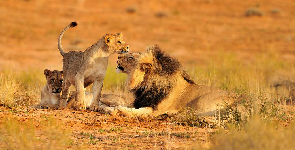 Skukuza Safari Lodge con estancia en Johannesburgo