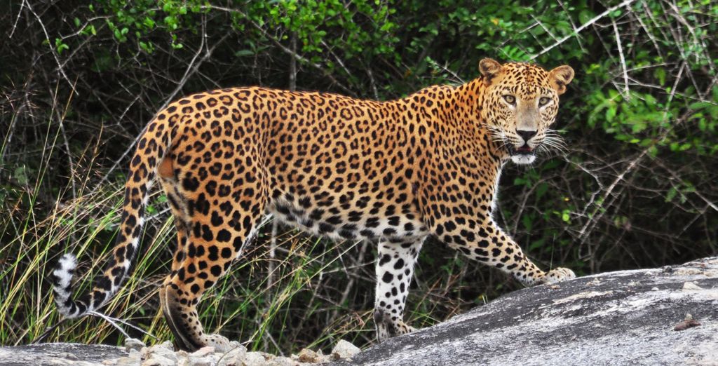 Combinato: Radisson RED Johannesburg Rosebank 4* e Radisson Safari Hotel Hoedspruit 4*