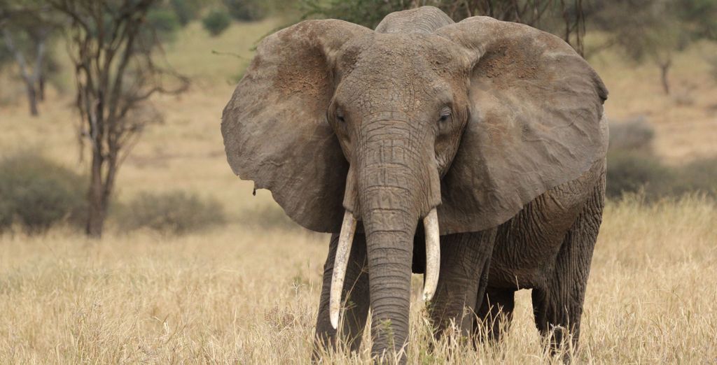 Combinato: Radisson RED Johannesburg Rosebank 4* e Radisson Safari Hotel Hoedspruit 4*