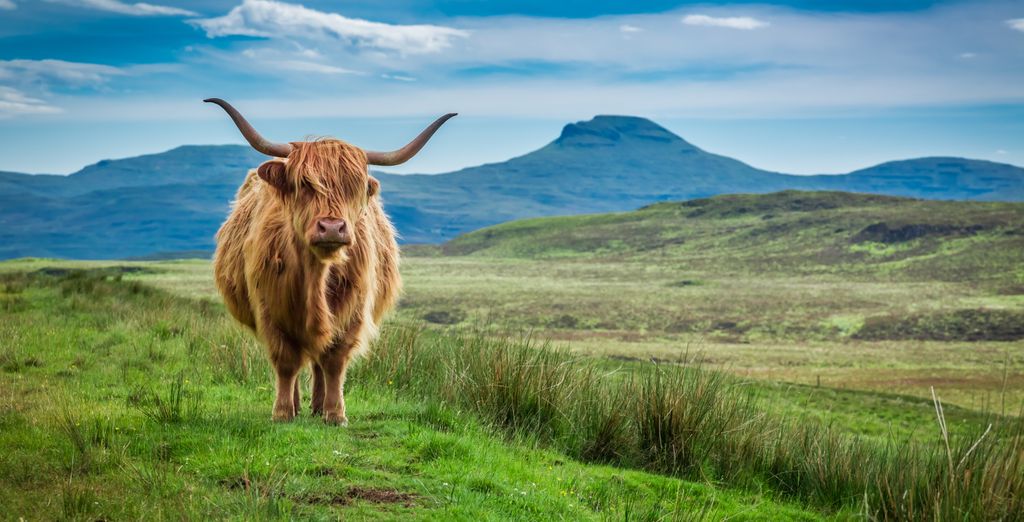 Tour in auto: Viaggio attraverso le Highland