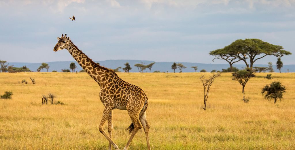 Safari da 3 a 5 notti con estensione balneare