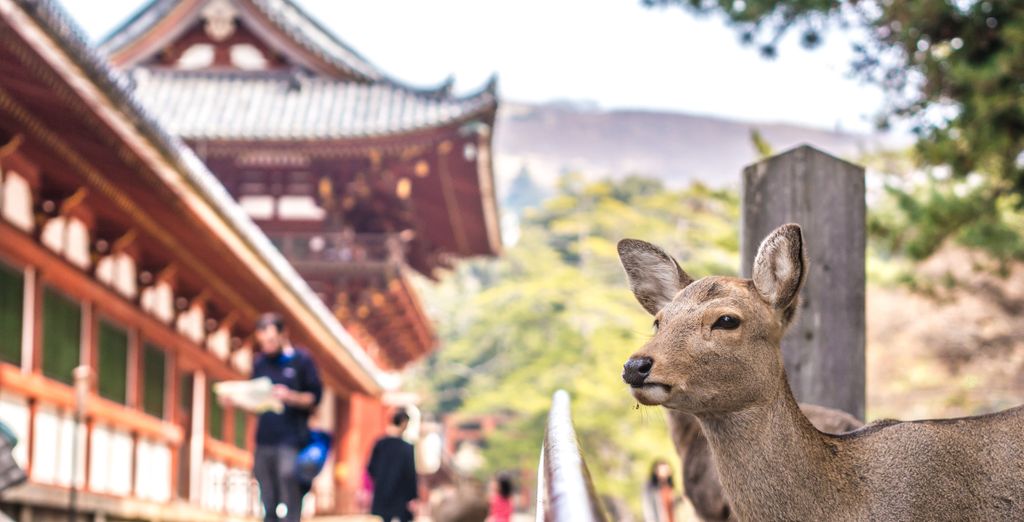 Tour in libertà: Monte Fuji e i tesori nipponici