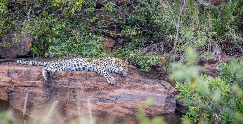 African Rock Hotel & Spa 5* con possibile estesnione al Makweti Safari Lodge 5*