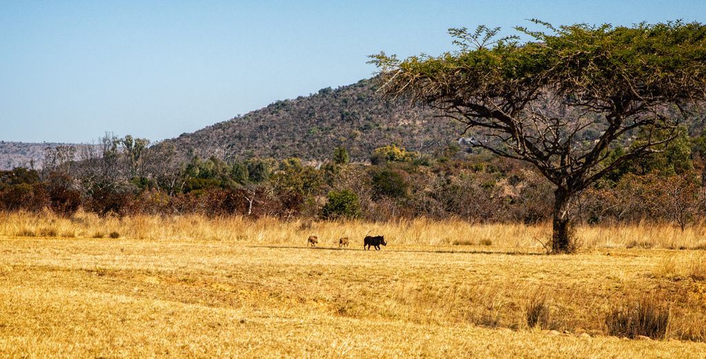 African Rock Hotel & Spa 5* con possibile estesnione al Makweti Safari Lodge 5*